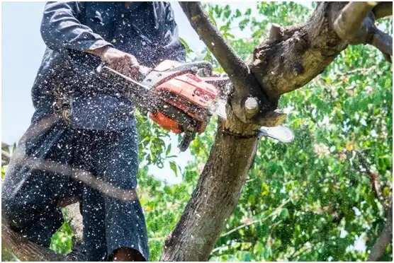 tree services Centre Hall